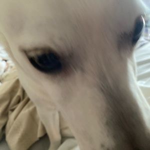 Meet your Posher, Dylan